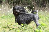 PETIT CHIEN LION 246
